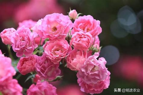 薔薇種植|【薔薇花的栽培方法】薔薇花怎麼養